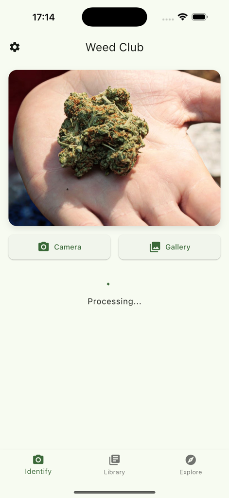 Weed Scan AI : THC Identifier - Mobile app interface of Weed Scan AI showing the processing screen for identifying a cannabis bud strain from a photo