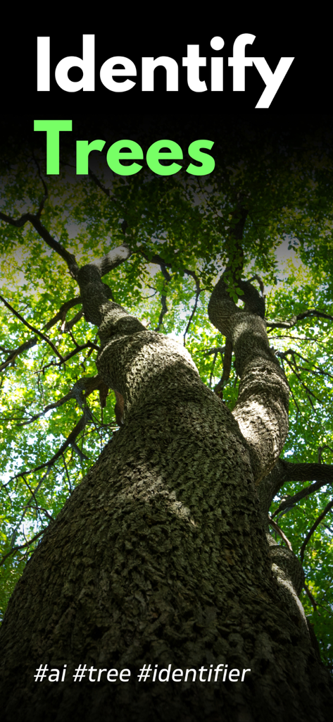 Vista em ângulo baixo de um grande tronco de árvore e folhas verdes com o texto Identificar Árvores