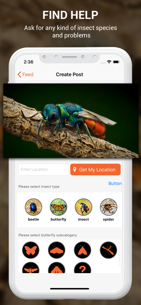Insect identifier by photo - Una pantalla de la aplicación para identificar insectos con una foto colorida de un insecto y categorías para escarabajos, mariposas y arañas