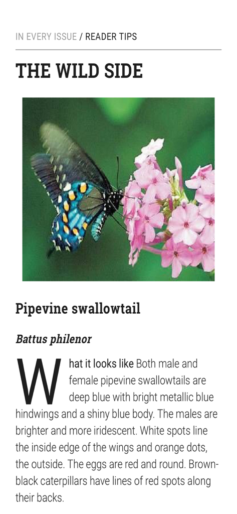 Garden Gate Magazine - A magazine article titled The Wild Side featuring a Pipevine swallowtail butterfly on pink flowers.