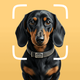 Dog scanner - Gos