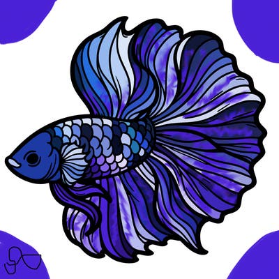 betta fish