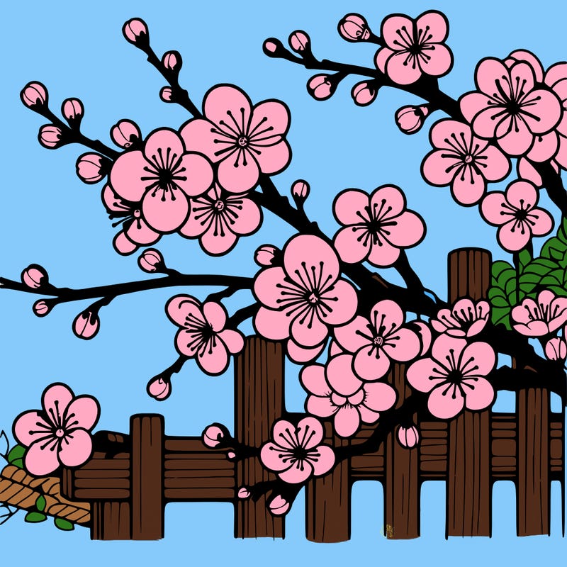 japan cherry blossom