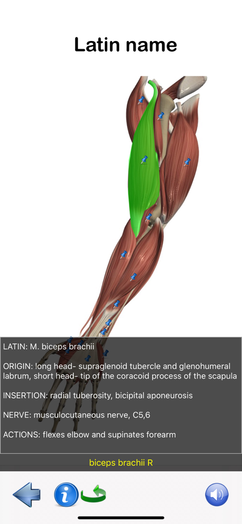 Visual Anatomy Lite - A 3D anatomical model of a human arm with the biceps brachii highlighted in green and its medical details displayed