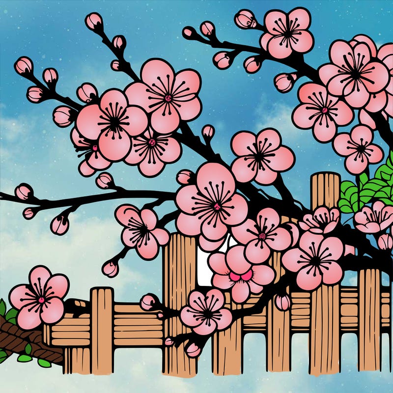 japan cherry blossom