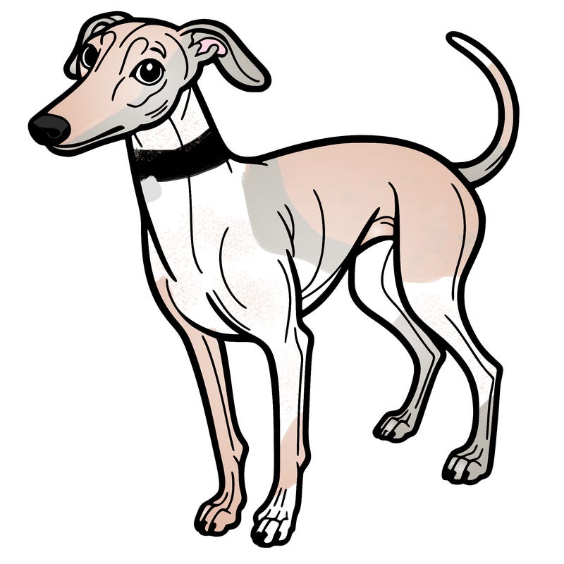 greyhound dog