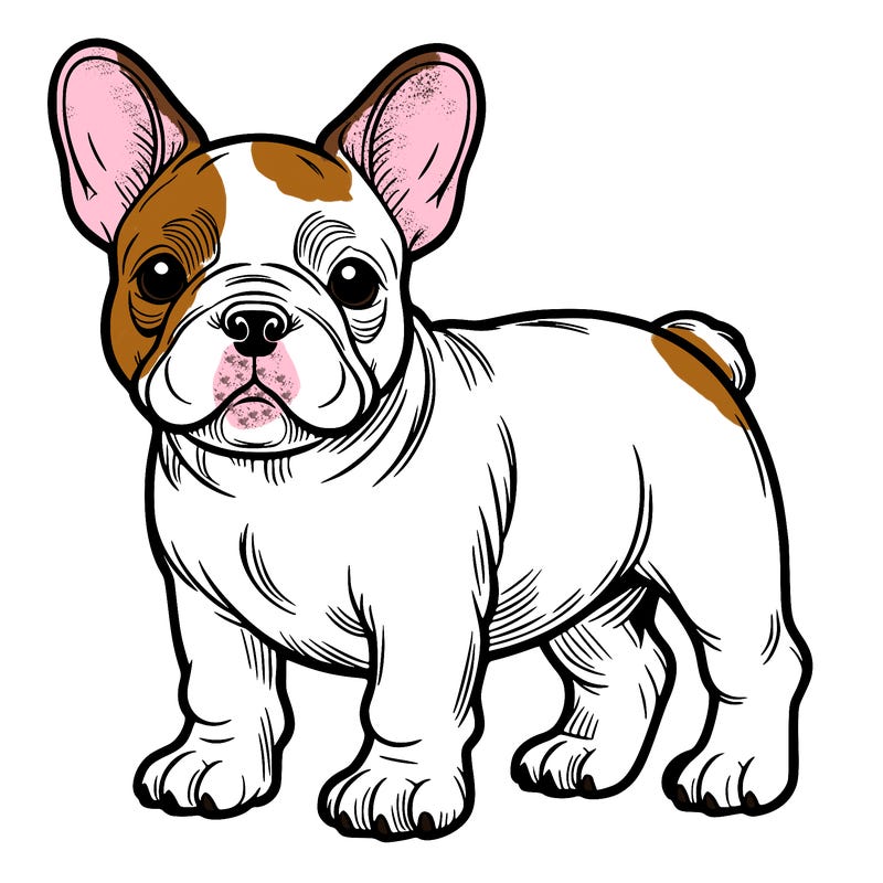 french bulldog