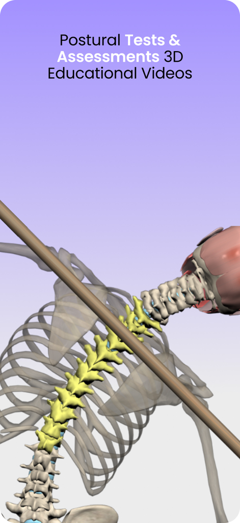 A 3D anatomical model of a human spine and ribcage being assessed with a wooden dowel for postural testing.