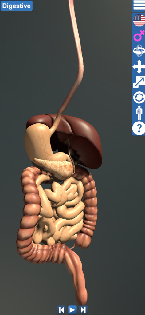 Educational Anatomy 3D - A 3D model of the human digestive system including the stomach, liver, and intestines within the Educational Anatomy 3D app interface.