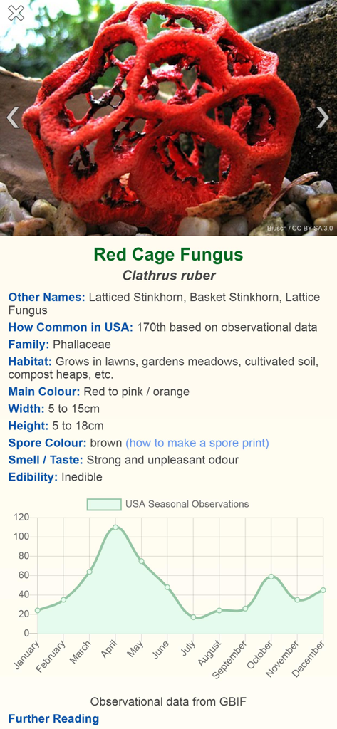 Identification page for the Red Cage Fungus featuring seasonal data and physical characteristics in Shroomify app