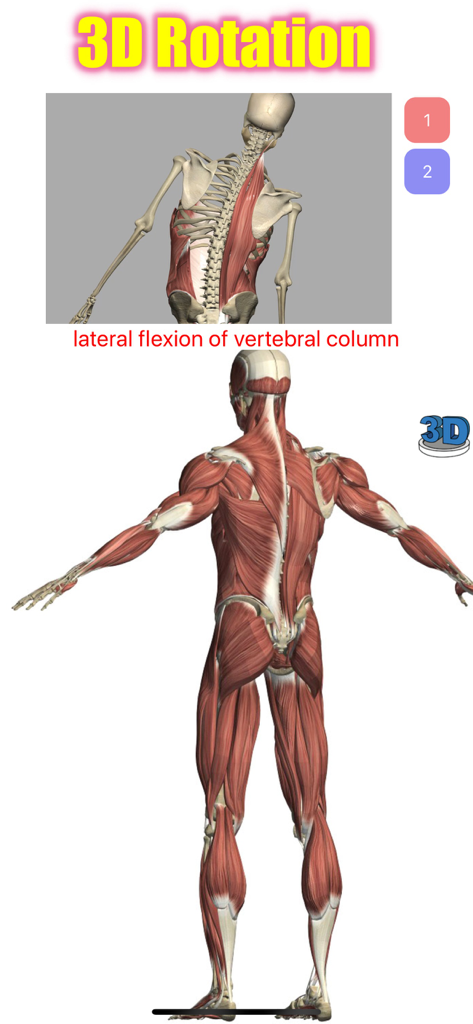 Visual Anatomy Lite - 3D rotational model of the human muscular system showing lateral flexion of the vertebral column