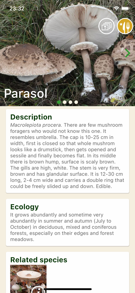 Mushrooms app - Mushrooms appインターフェースでの Parasol mushroom の詳細な説明と生態