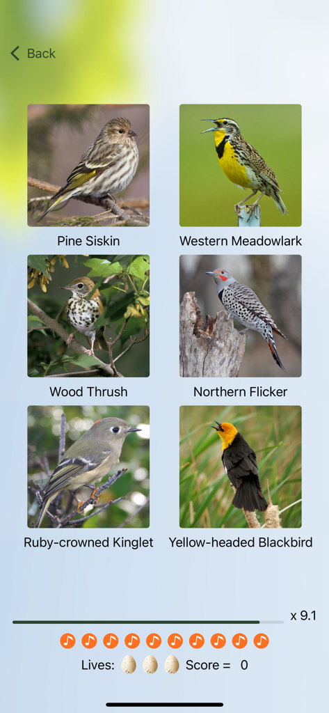 A bird identification quiz screen showing six different bird species with names and scores