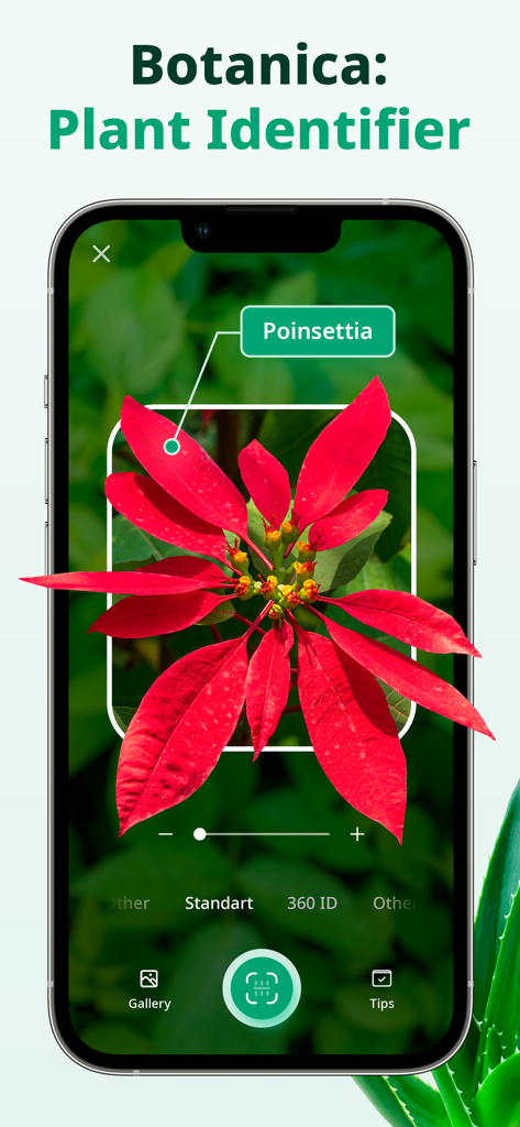 Botanica ID - Plant Identifier - Écran de l'application mobile Botanica ID identifiant une plante de poinsettia rouge.
