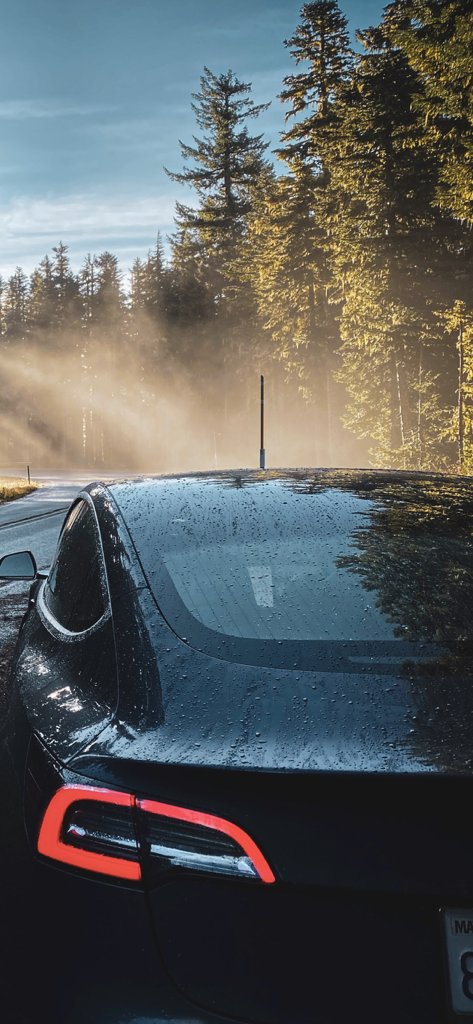 Tessie — For your Tesla - Rear view of a black Tesla in a misty forest with morning sunlight