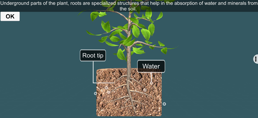 Diagrama educacional mostrando as raízes das plantas absorvendo água e minerais do solo