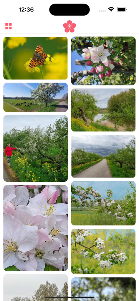 Bloesemalert - A mobile screen showing a grid of user-submitted photos featuring spring blossoms, butterflies, and scenic nature landscapes.