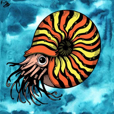 nautilus