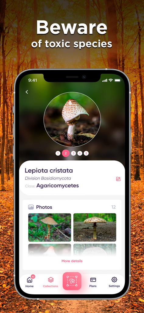 Interface de l'application identifiant un champignon toxique Lepiota cristata avec des détails scientifiques et une galerie de photos.