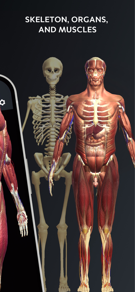 3D visualization of the human skeletal and muscular systems in the Human Body Atlas app