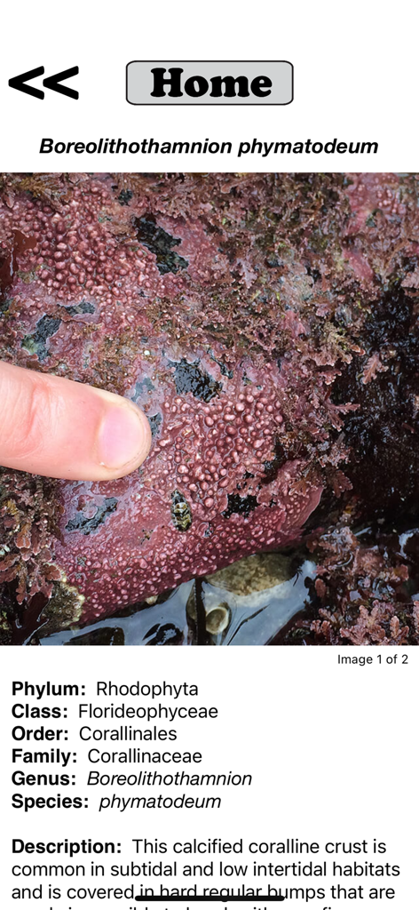 Una pantalla de identificación de especies en la aplicación Seaweed Sorter que muestra la clasificación científica y una foto de alga coralina rosada.