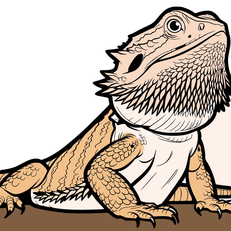 bearded dragon