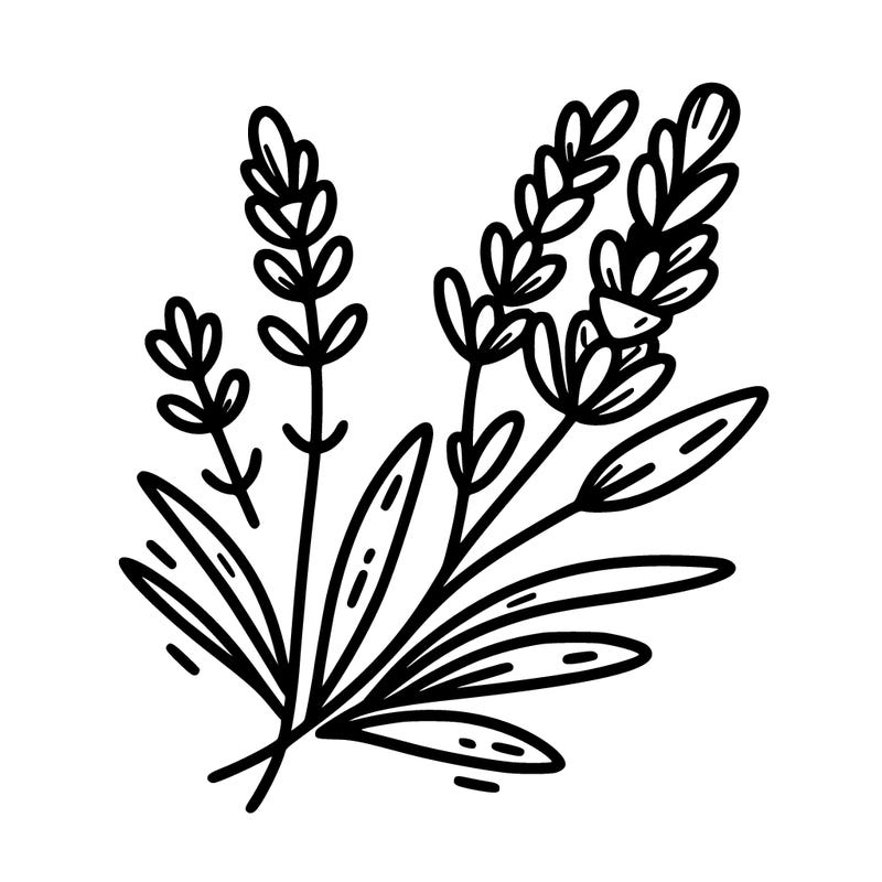 to lavender