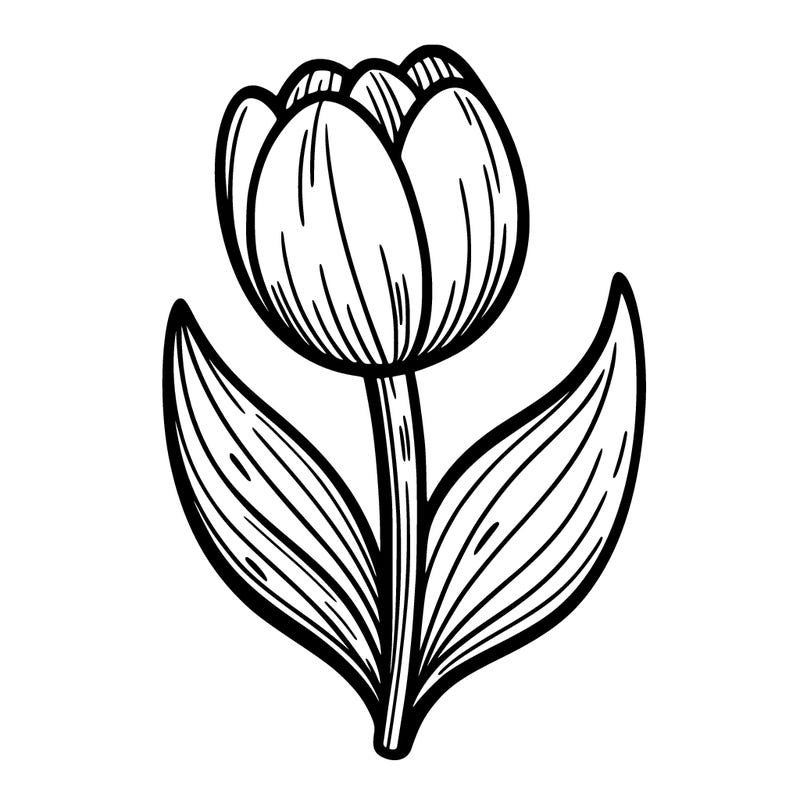 tulip flower