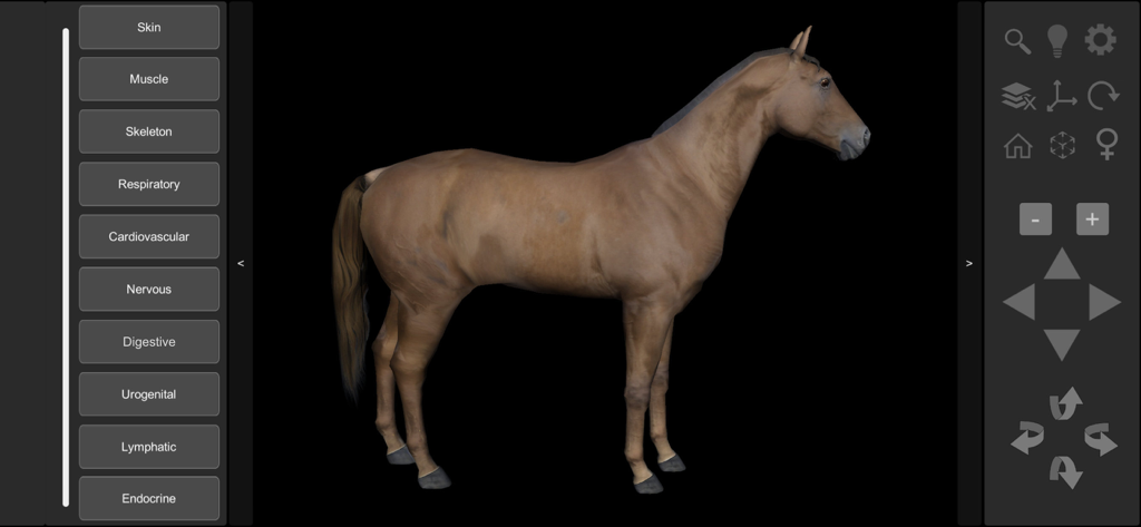 A 3D brown horse model on a black background with anatomical layer selection buttons for skin muscle and skeleton