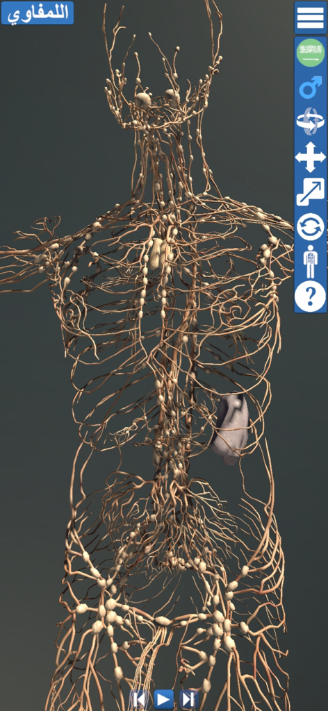 Educational Anatomy 3D - 3D model of the human lymphatic system displayed in the Educational Anatomy 3D app