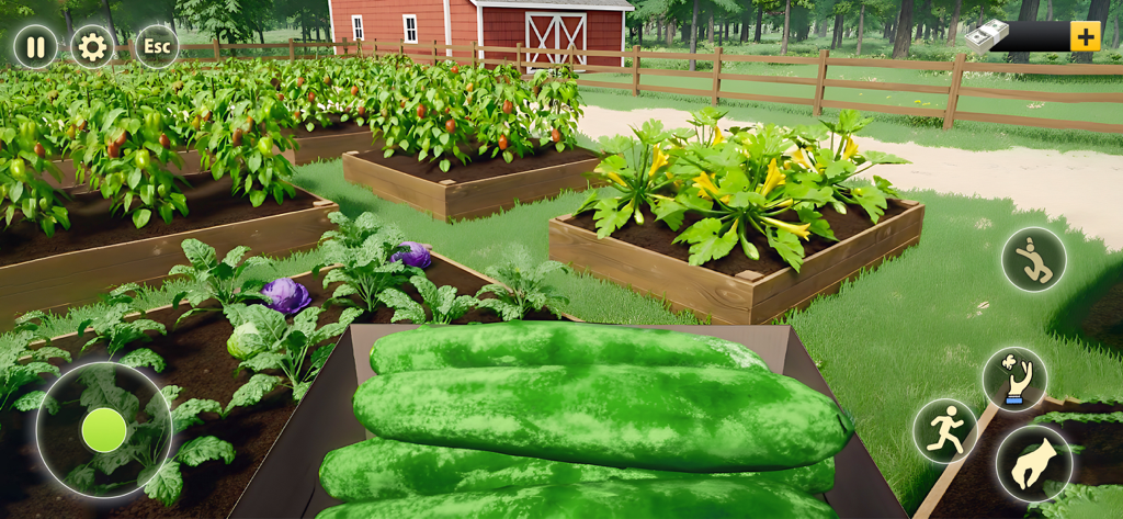 Ranch Farm Store Animal Sim 25 - Vista en primera persona de un huerto con bancales elevados y pepinos cosechados en un juego de simulación agrícola.