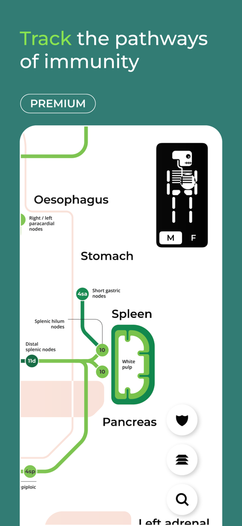 Un diagramme schématique minimaliste de style métro du système lymphatique humain montrant les connexions entre la rate, le pancréas et l'estomac
