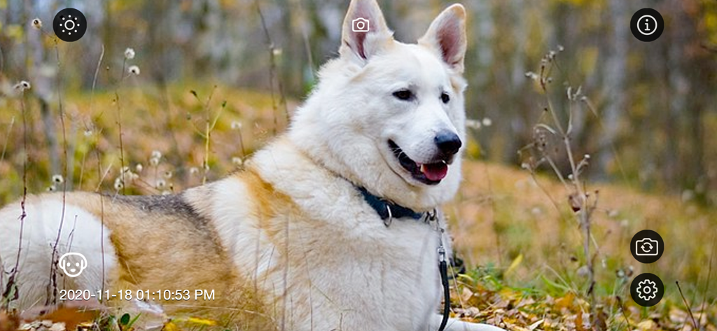 Interface of the Motion Detector Camera app showing a white dog being monitored with a dog icon indicator and timestamp