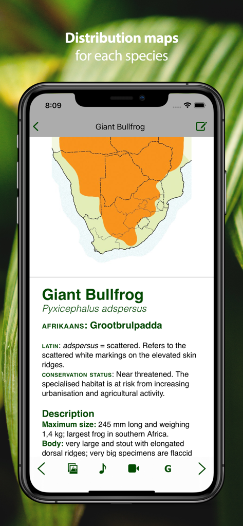 Giant Bullfrog species profile showing its distribution map and conservation status in the Frogs of Southern Africa app
