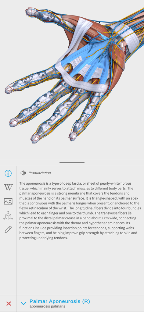Visual Anatomy 3D - Human Body - Vista anatómica 3D detallada de la mano humana con descripción médica y terminología