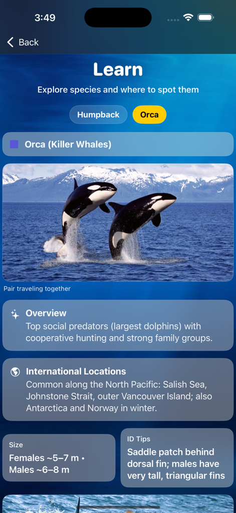 Whale Tracker - Educational screen from the Whale Tracker app providing facts about Orcas including their size identification tips and international locations