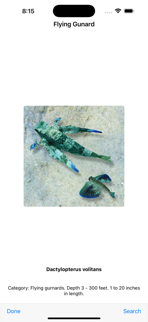 Cayman Snorkel app interface showing fish identification for a Flying Gurnard