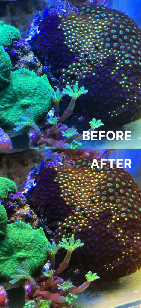 Comparación de fotos de corales que muestran la corrección de color de luz azul