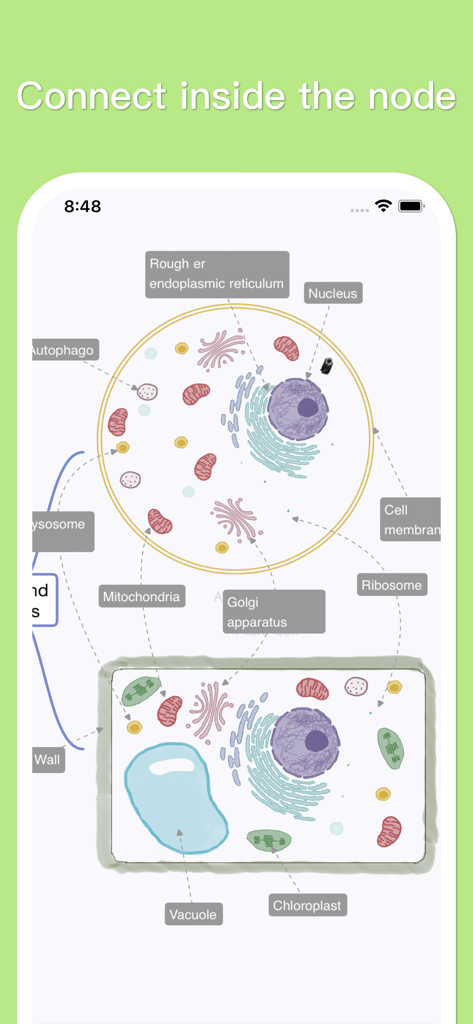 A detailed mind map illustrating biological cell structure with labeled organelles for educational study