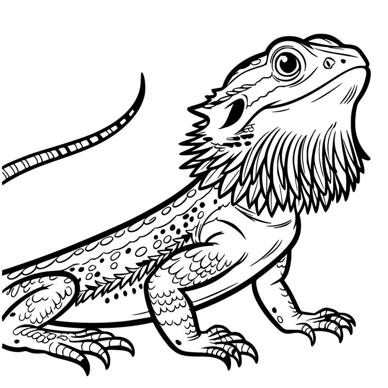 lizard bearded dragon