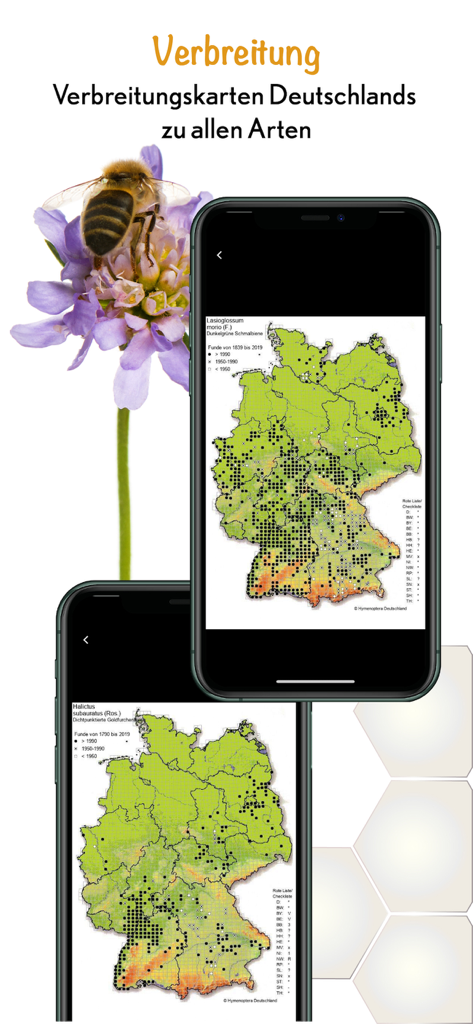 Zwei Mobiltelefone, die Verbreitungskarten für Wildbienenarten in Deutschland in der Wildbienen Id App zeigen