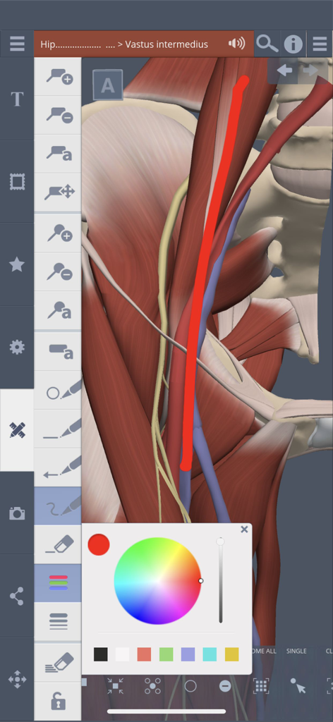 Primal's 3D Hipアプリのインターフェイスのスクリーンショットで、描画および色選択ツールを備えた3D解剖学的モデルが表示されている。