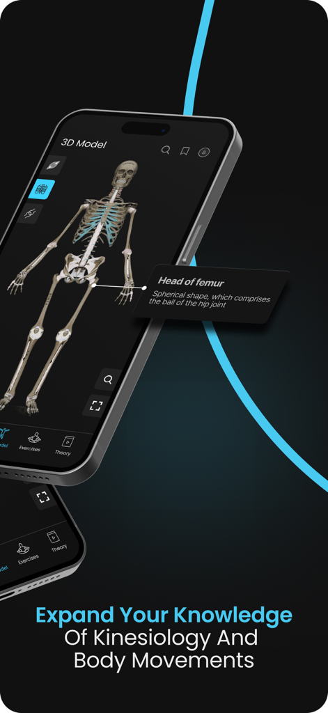 A 3D interactive skeletal model in the Yoga by Muscle and Motion app highlighting the anatomy of the femur and hip joint.