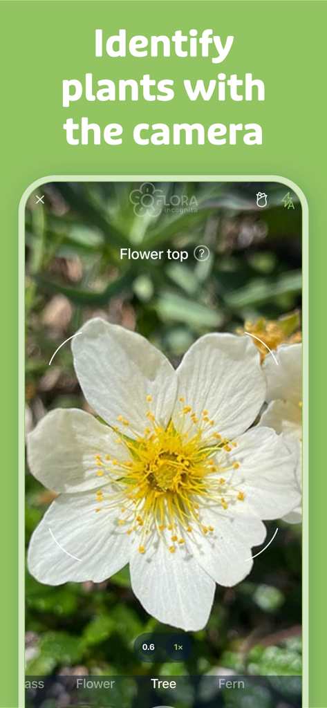 Flora Incognita - スマートフォンカメラを使用して白い花が識別されているFlora Incognitaアプリのインターフェース
