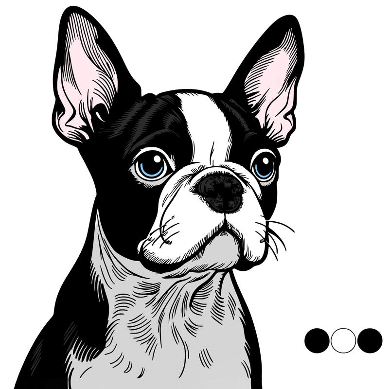 boston terrier