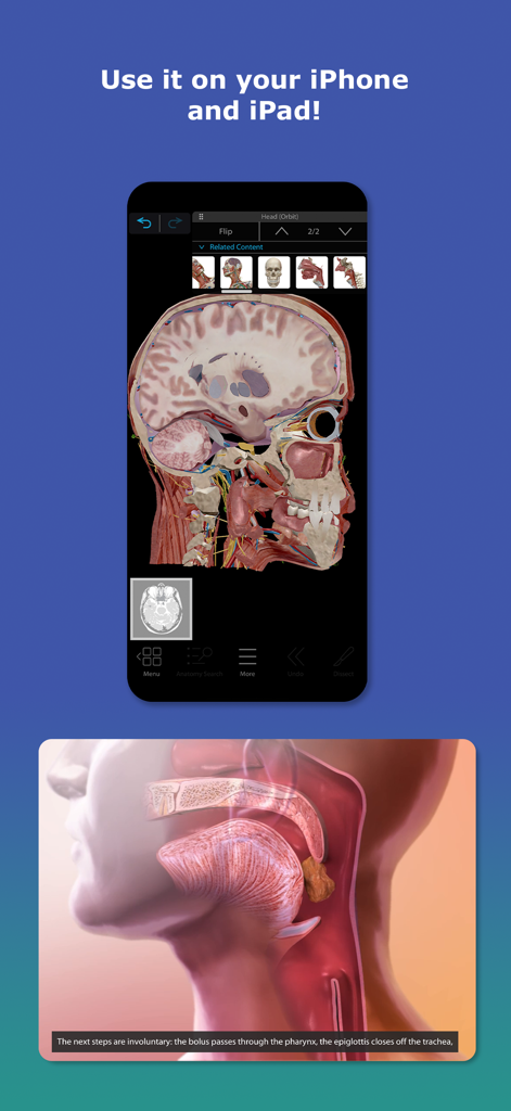 Una sección transversal sagital en 3D de una cabeza humana y una animación de fisiología del proceso de deglución mostradas en la pantalla de un teléfono inteligente.