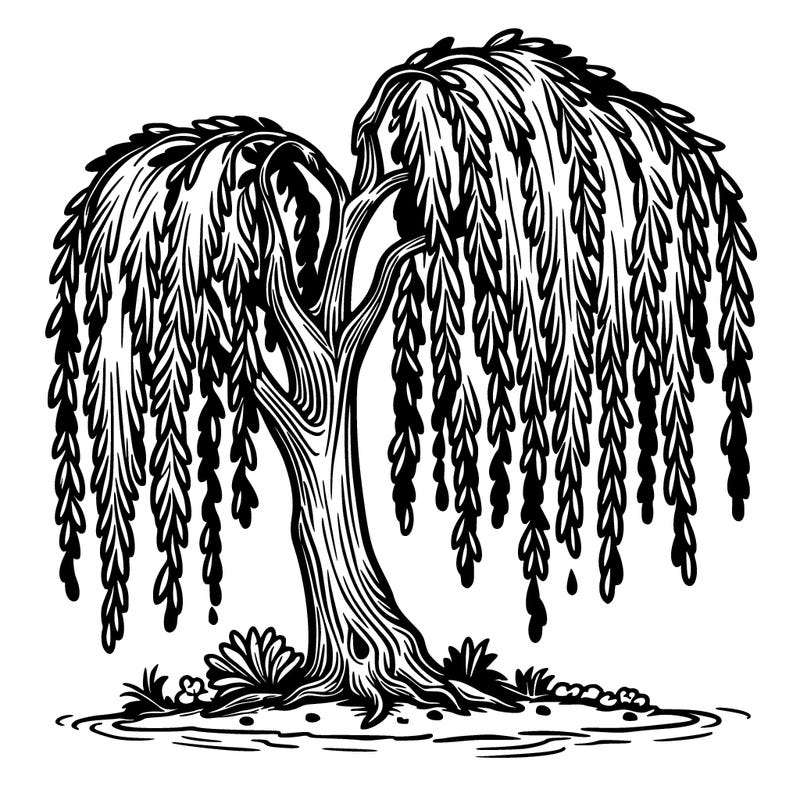 weeping willow