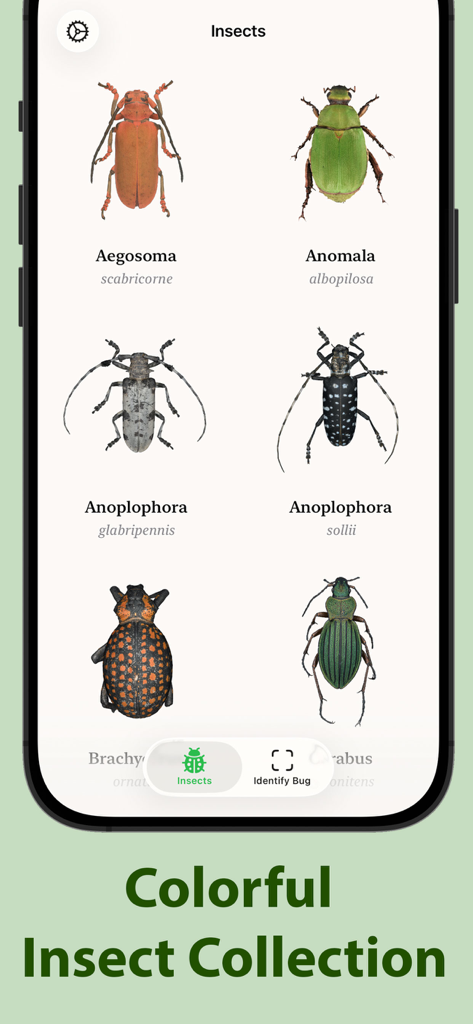 Insecta - Bug Identifier - Screenshot of Insecta bug identifier app showing a gallery of colorful beetle species with their names