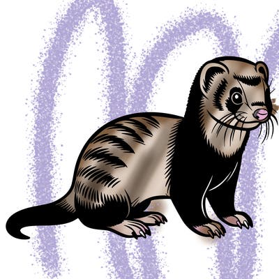 ferret
