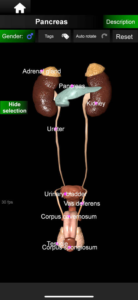 Modelo anatómico en 3D de los sistemas reproductivo y urinario masculinos con etiquetas en la aplicación Organs 3D